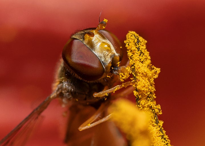 Hoverfly Hoovering Up Daylily Pollen