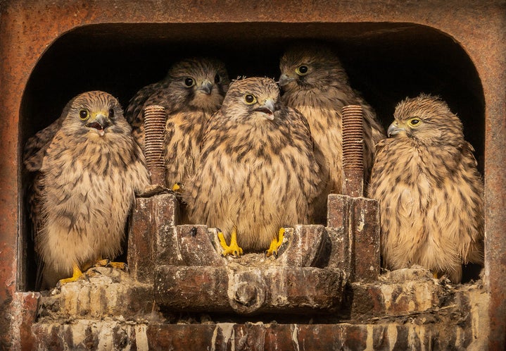 A Kestrel Family Portrait