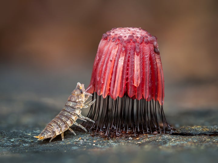 Woodlouse Feasting On Slime Mould